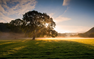 Tree fog sunshine grass horizon - the fog free wallpaper for desktop