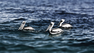 Pelicans ocean water ship sky - the other looking free wallpaper for desktop