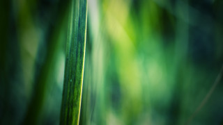 Green plant macro blurry background - stem and a blurry background free wallpaper for desktop