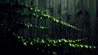 Wooden fence vine clock photorealism - a vine free wallpaper