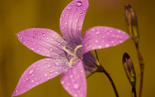 Purple flower water droplets yellow 3 - a yellow background behind free wallpaper