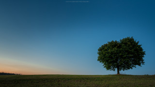 Lone tree grassy field sunset - composition free wallpaper