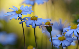 Blue flower field butterfly bokeh - yellow center free wallpaper