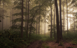 Forest path fog bench bamboo - free forest wallpaper for desktop