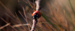Ladybug branch grass weeds ecological - a lady bug free wallpaper