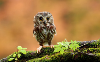 Small owl mossy branch wide - a small owl free wallpaper for desktop