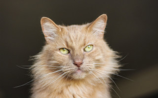 Black cat green eyes carlos - a close up of a cat free wallpaper for desktop