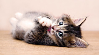 Kitten laying on floor blue - a kitten free wallpaper