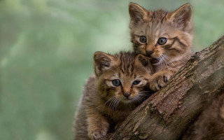 Kittens on branch curious nature - curious free wallpaper