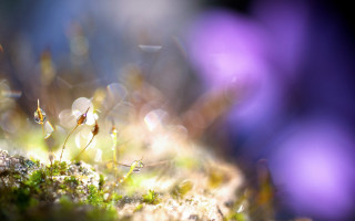 Mossy surface small flowers bokeh - small flower free wallpaper