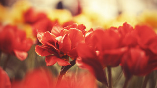 Red flower yellow background macro - the background and a blurry background free wallpaper