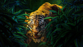 Tiger hiding jungle head out - the jungle free wallpaper