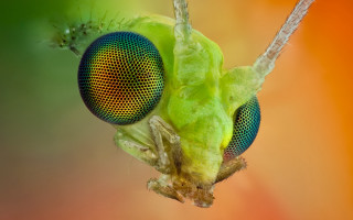 Green insect bug head back - a close up free wallpaper for desktop