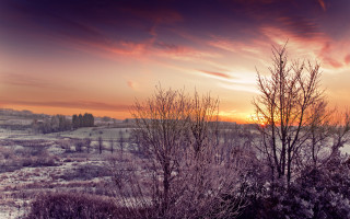 Sunset snowy field trees bushes - tree and bushes free wallpaper for desktop