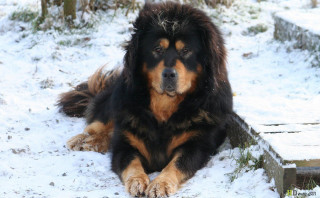 Dog laying snow eyes closed - david budd free wallpaper for desktop