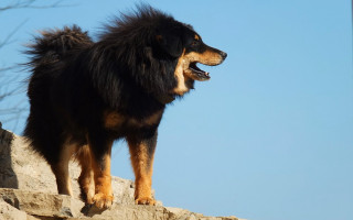 Dog longhair heroic posed rock - heroic free wallpaper