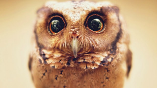 Small owl big eyes brown - a small owl free wallpaper for desktop
