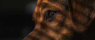 Dog eye blurry face macro - elke vogelsang free wallpaper