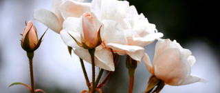 Flower roses macro food naturalism - a blurry background behind free wallpaper for desktop