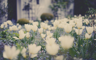 White daisy field garden bushes - a house in the background free wallpaper