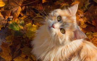 Curious cat autumn leaves impressionism - autumn free wallpaper for desktop