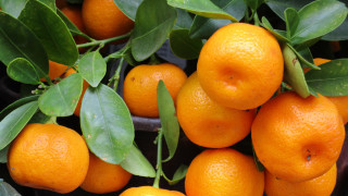 Oranges growing branch leaves stilllife - a green leafy branch free wallpaper
