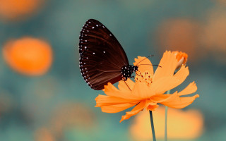 Butterfly flower blurry background macro - a flower free wallpaper for desktop