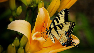 Butterfly yellow flower green leaves - the background and a blurry background behind free wallpaper for desktop