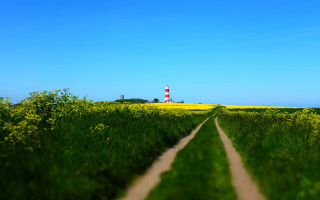 Lighthouse field yellow flowers blue - tilt shift free wallpaper