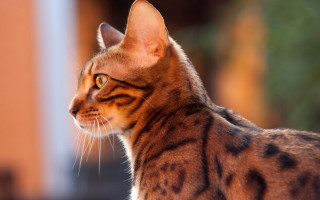 Regal striped cat shiba inu - a blurry background of a building free wallpaper