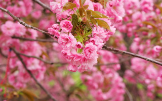 Spring cherry blossoms branch pink - green leaf and buds free wallpaper
