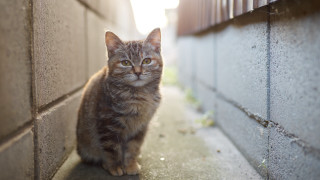 Sad cat wall tiltshift photorealistic - the ground next free wallpaper for desktop