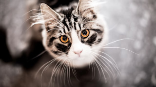 Cat looking up blurry background 11 - symmetrical eye free wallpaper