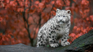 Snow leopard tree branch autumn - the background and a blurry background free wallpaper