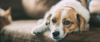 Shiba inu couch dog blurry - free animals wallpaper