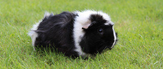 Curious guinea pig grass nature - fluxus free wallpaper
