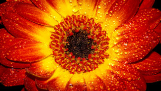 Flower water droplets yellow red - petal and petals free wallpaper