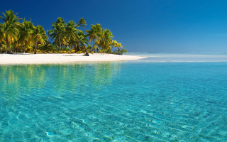 Beach palm trees clear water 18 - clear water free wallpaper