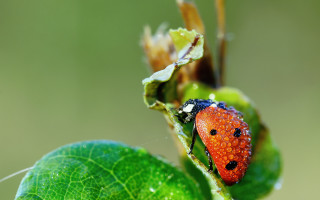 Ladybug green leaf water drops 5 - free nature wallpaper