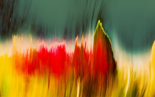 Blurry colorful flower garden trees - a blurry photo free wallpaper