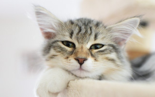 Sad cat in bed blue - a cat bed free wallpaper