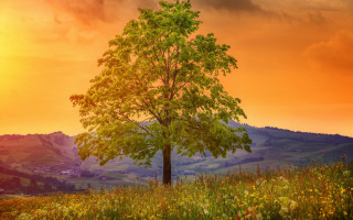 Sunset mountain tree autumn leaves - a tree in a field free wallpaper