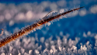 Ice coated plant water droplets - a close up of a plant free wallpaper