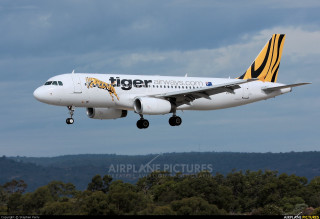 Tiger airplane flying low trees - typographic free wallpaper for desktop