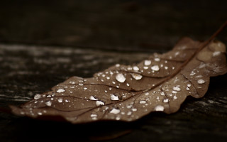Leaf water droplets table top - a table top free wallpaper