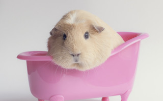 Guinea pig pink bathtub glamor - institutional free wallpaper