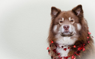 Dog red collar heart garland - a red collar free wallpaper