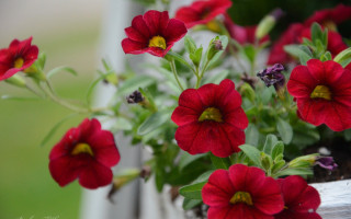 Red flowers window sill outdoor - red flower free wallpaper
