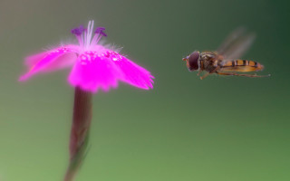 Bee pinkflower greenbackground macro glowing - a bee free wallpaper
