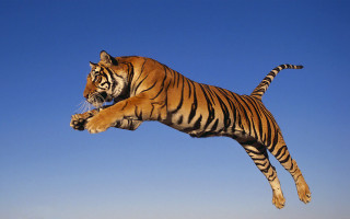 Tiger jumping air front paws 2 - its tail free wallpaper